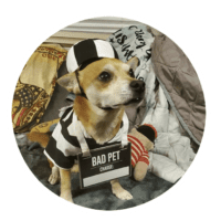 BAXBY, Marmon Family Professional Dog Training specializing in difficult, jumping dogs