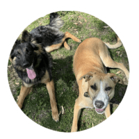 REY, Marmon Family Professional Dog Training specializing in developmental issue